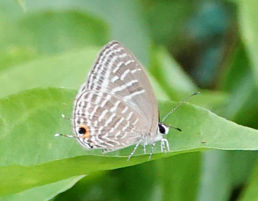 Slide Image